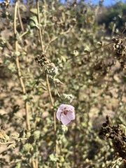 Malacothamnus fasciculatus