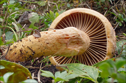 Brownish Chroogomphus