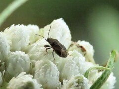 Stygnocoris rusticus