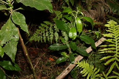 Sloanea australis