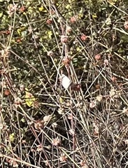 Heliopetes ericetorum