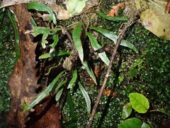 Microsorum scandens