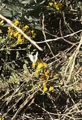 Heliopetes ericetorum