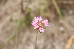 Sixalix atropurpurea