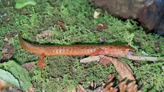 Gyrinophilus porphyriticus