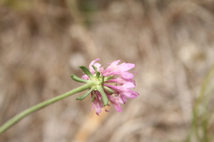 Sixalix atropurpurea