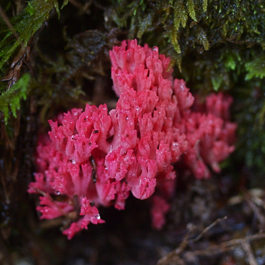 red-coral-fungi-bright-ones-near-me-2022-3-ndj-inaturalist