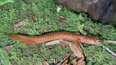Gyrinophilus porphyriticus
