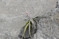 Tillandsia latifolia