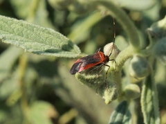 Adelphocoris
