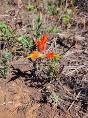 Castilleja subinclusa