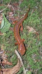 Gyrinophilus porphyriticus