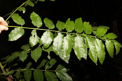Dysoxylum rufum