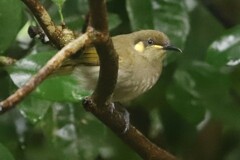 Meliphaga lewinii