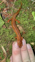 Gyrinophilus porphyriticus