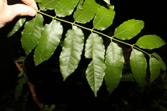 Dysoxylum rufum