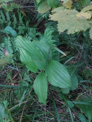 Cypripedium