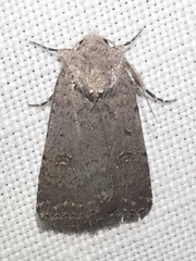 Caradrina flavirena