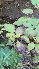 Hydrangea arborescens