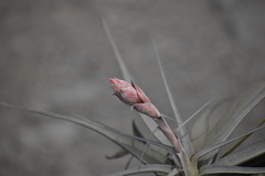 Tillandsia latifolia
