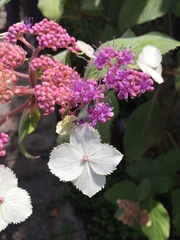 Hydrangea aspera