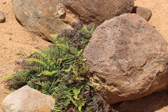 Pityrogramma austroamericana