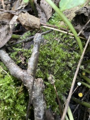 Fissidens taxifolius