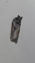 Acleris celiana