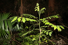 Dysoxylum rufum