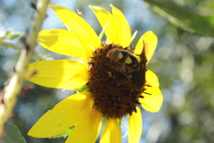Xanthocampsomeris limosa