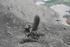 Haageocereus acranthus