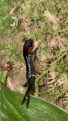 Plethodon jordani