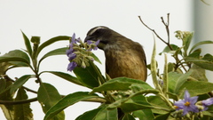 Saltator similis