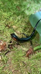 Plethodon jordani