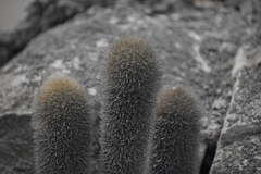 Haageocereus pseudomelanostele