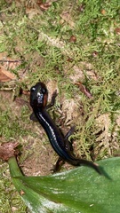 Plethodon jordani