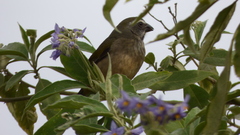 Saltator similis