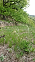 Stipa pennata