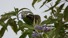 Saltator similis