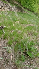 Stipa pennata
