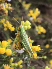 Hesperotettix viridis
