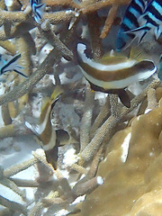 Heniochus chrysostomus