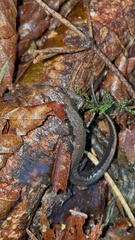 Desmognathus ocoee