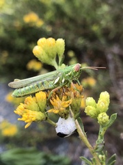 Hesperotettix viridis