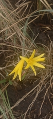 Cyrtanthus breviflorus