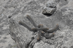 Loxanthocereus acanthurus