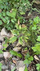Ranunculus hispidus