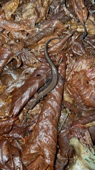 Desmognathus ocoee