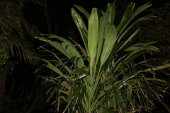 Cordyline petiolaris