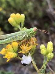 Hesperotettix viridis